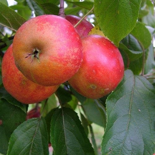 Red Elstar almafa